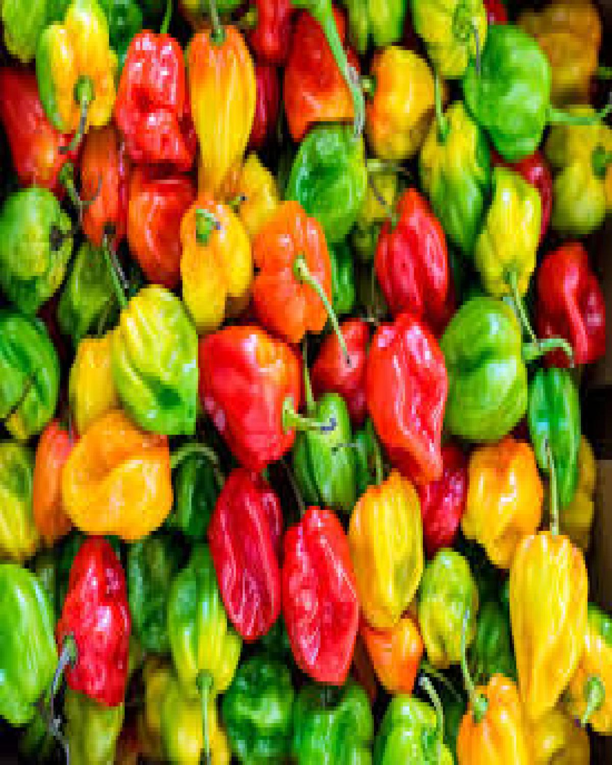 Fresh Pepper